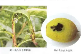 果树主要虫害及防治图片