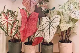 13种“阴冷花”，客厅没光照，长得更旺，越晒越难看图片