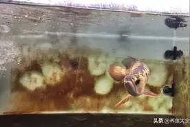 鱼缸水泡难散，水质不通透，到底是什么原因？图片