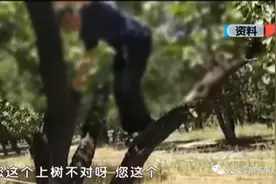 北京天坛70岁大爷爬树摘杏被处罚，迁怒游客当场骂街图片