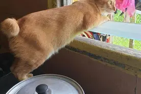 18张图片证明：猫咪看热闹的本事堪比村口的大妈图片