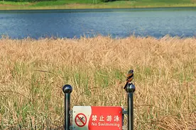 “雀中猛禽”——伯劳鸟图片