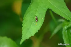 蜂王浆、蜂蜜、燕窝均富含动物口水，为啥人们还那么喜欢吃？图片
