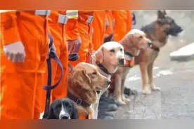 最出色5种搜救犬，援灾救人，看看你都认识几个？图片