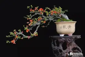 一诺无悔 一一读徐昊新作《春风度玉门》海棠盆景图片