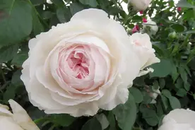 月季花盆栽的底部叶片发黄严重，越剪越黄，还带花苞，怎么办？图片