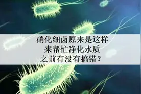 养鱼常说的硝化细菌是什么？它们怎么净化水质，我把一切告诉你视频封面
