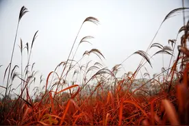 秋天，禅意的季节图片