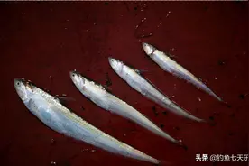 不道德！江苏钓友发现大量“刀鱼”被丢在岸边晒死，只因不值钱？图片