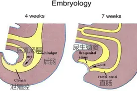 为何大多数雄性动物交配和排尿共用一个器官，这样有什么好处？图片