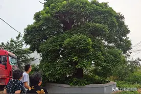 400年古树仍枝繁叶茂，每年雨季生出槐树菇，能治疗胃病和肚子疼图片