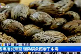 注意 !目前正处蓖麻子中毒易发生期，谨防学生误食中毒