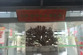 中国湖州古木博物馆-全球首家古木艺术博物馆图片