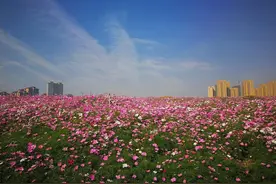 传说中武汉的“伊拉克”，这些年我亲自经历的白沙洲图片