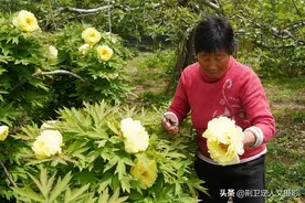 山西7旬农村大娘用牡丹花做美食，美容养颜美女最爱吃，看咋做图片