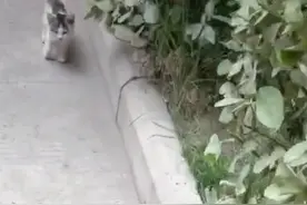 回家路上碰到非常粘人的小流浪猫，见手就蹭，果断带回家收养图片