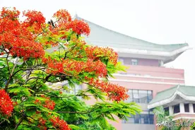 夏花（六）——凤凰木，今年花开尤为灿烂图片