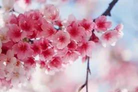 世界各国的国花分别是哪些，你知道吗？菊花在日本竟是皇室的象征图片