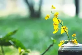 散文：人间春已深，古城花开又花落图片
