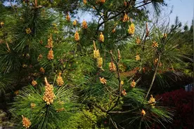 “稀有”的松花粉，其实各地满山都是，功效“神乎其神”是谣传图片