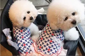 买比熊为什么要买公的？背后隐藏了这些原因图片