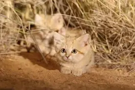 沙漠精灵沙丘猫，能几个月不用喝水，把毒蛇当辣条吃图片