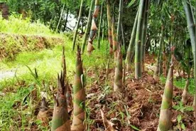 69岁村民到深山挖笋，一锄头下去挖出一物，身家瞬间变成5.8亿图片