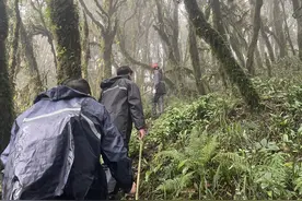 “2000多人、130辆车、9架无人机、5架次直升机、3条警犬”哀牢山大搜救：用双脚梳理每一寸土地图片