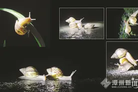 龙海：夏夜蜗牛爱嬉戏图片