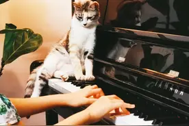一只喜欢趴钢琴前世是音乐家的猫图片