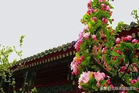 周恩来和父亲周劭纲的父子情图片