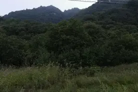 散文：拾板栗图片