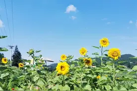 避暑纳凉去哪里？叙永这些“避暑胜地”给你一个清凉之夏！图片