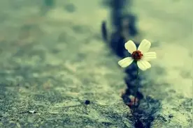 散文：清冷，在尘埃里开花图片