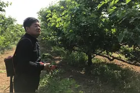 如何让山楂多产商品果？掌握好时间和物候，5个阶段管理很重要图片
