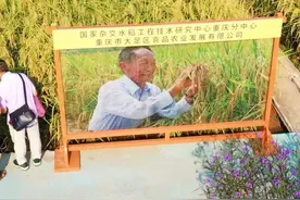 禾下乘凉不再是梦！丰收现场成大型追星现场图片
