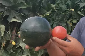 这些“新奇特”蔬菜你都见过吗？图片