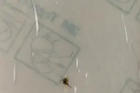 ​飞虫“撞”进眼睛后，女子险失明！异物入眼，我们该怎么做？图片