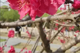 一景一诗：绿杨烟外晓寒轻，红杏枝头春意闹。宋祁笔下，春景如画图片
