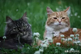 在农村，老人常说：“男猫三点水，女猫一丘田”，是什么意思？图片