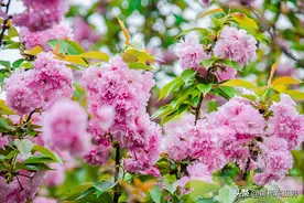 赣州赣县区樱花公园的春色，十里樱花盛开花朵娇美很迷人，看啥样图片