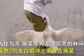 大鹅攻击老人致八级伤残！​鹅的"战斗力"有多强？图片