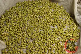 吃了20年的豆芽，原来发豆芽这么简单！牢记3个要点，5天就能吃图片