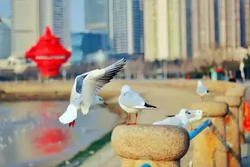 青岛最佳海鸥观赏地大集合，这个冬天，安排图片