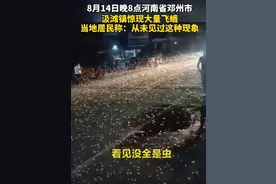 邓州罕见蜉蝣大爆发，一夜之后又集体死亡，是天气突变的征兆吗？图片