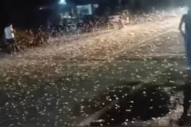 邓州罕见蜉蝣大爆发，一夜之后又集体死亡，是天气突变的征兆吗？图片