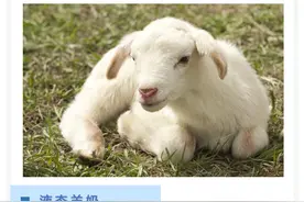 液态羊奶的到来，将成为羊奶产业的新风向图片