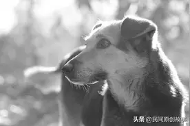 民间故事：白头狗图片