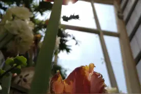 花的海洋世界图片
