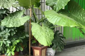 滴水观音开花了图片